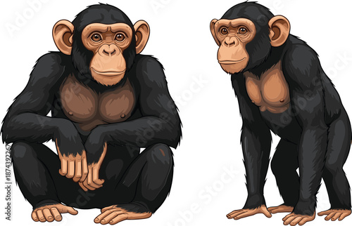 Realistic chimpanzee illustration set showing sitting and standing poses isolated on white background vector