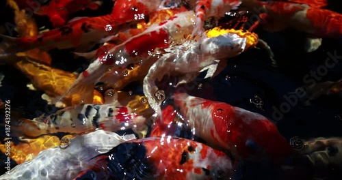 Slow motion group of colorful Japanese Koi fish or crap fish eat feed food in pound decorative fish at home