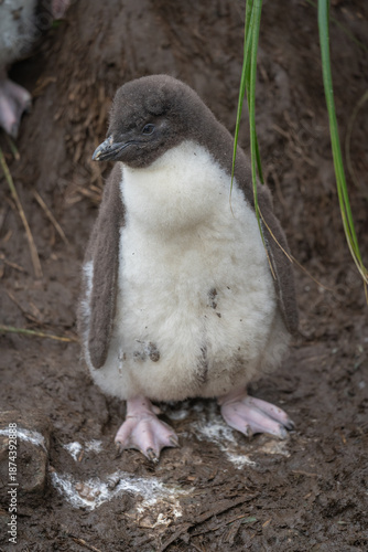 a small, chick penguin with a yellow crest alone
