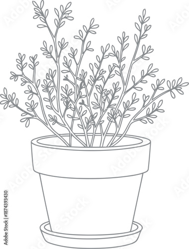 Delicate line drawing of a potted herb plant with fine details