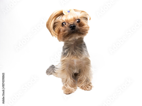 Wallpaper Mural Cute Yorkshire Terrier Puppy with Bow on Head Ready for Photoshoot in Studio Torontodigital.ca
