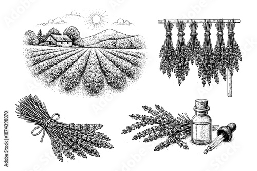 Lavender harvest and essential oil: rustic ink style scene featuring bundles and flasks