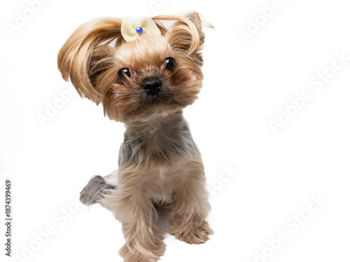 Wallpaper Mural Cute Yorkshire Terrier Puppy with Long Hair Sitting Playfully on White Background Torontodigital.ca