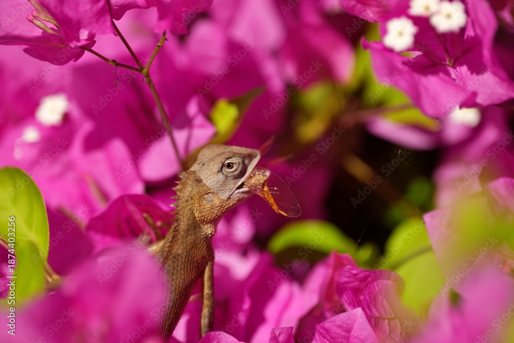 Fototapeta premium A lizard eating a dragonfly, in a pink flowering tree.