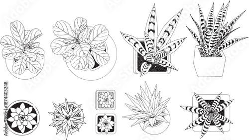 An overhead shot of an array of houseplants arranged in planters showcases the diversity of greenery.