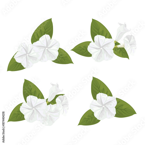 Set Moonflower Night Blooming Blossom