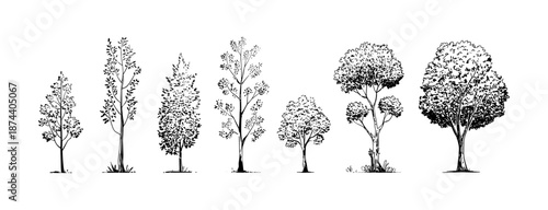 set of trees in lines in minimalist CAD. Set of sections of wetland forest outlines for landscape design drawing. Vector illustration in separate elements.