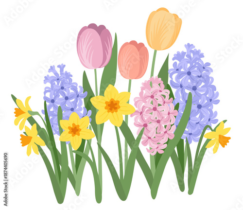 Spring garden flowers, daffodils, hyacinths and tulios with green leaves. Spring plants vector illustration
