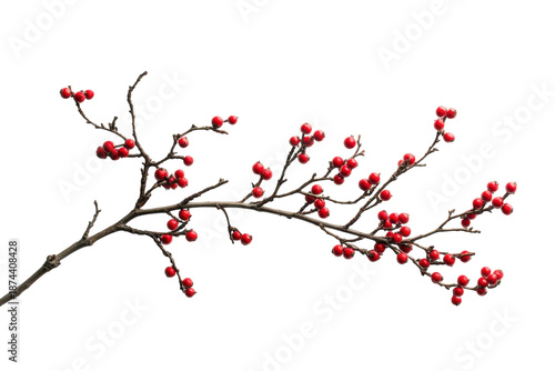 Elegant winter plum branch showcasing dark ripe plums on white background isolated on transparent background