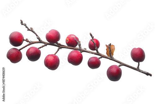 Seasonal winter plum branch featuring fresh plums on bright white background isolated on transparent background