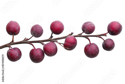 Elegant winter plum branch showcasing dark ripe plums on white background isolated on transparent background