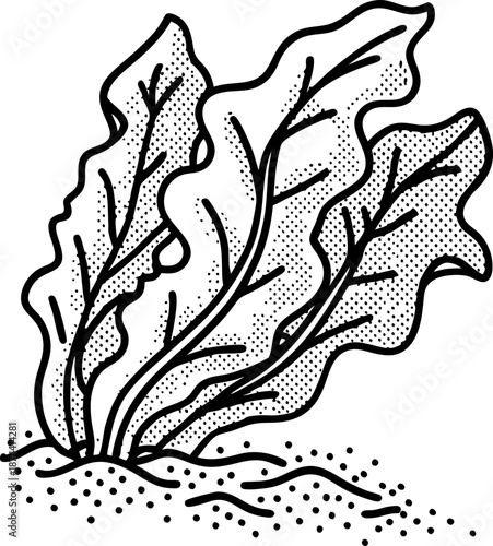 seaweed plant growing underwater with large leafy fronds and textured detail