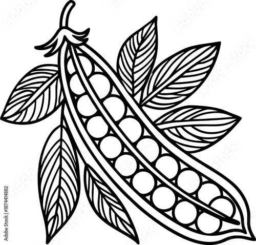 Pea pod with leaves illustration open pod showing round peas inside with detailed foliage