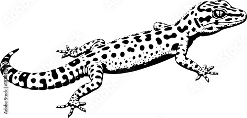 black and white spotted gecko lizard illustration isolated on white background