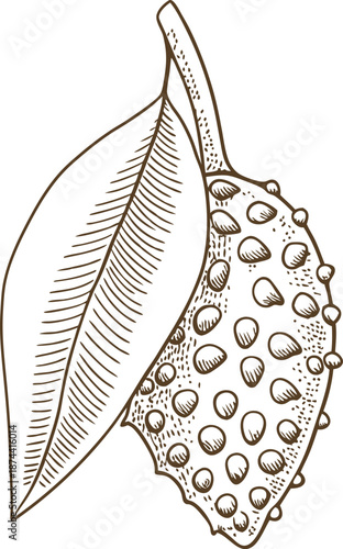 soursop fruit with leaf sketch tropical exotic fruit illustration with detailed seeds and textured surface