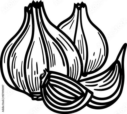 garlic bulbs and cloves illustration with detailed line art drawing for natural cooking ingredient