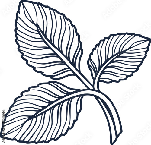 detailed illustration of three leaves with prominent veins and curved stems