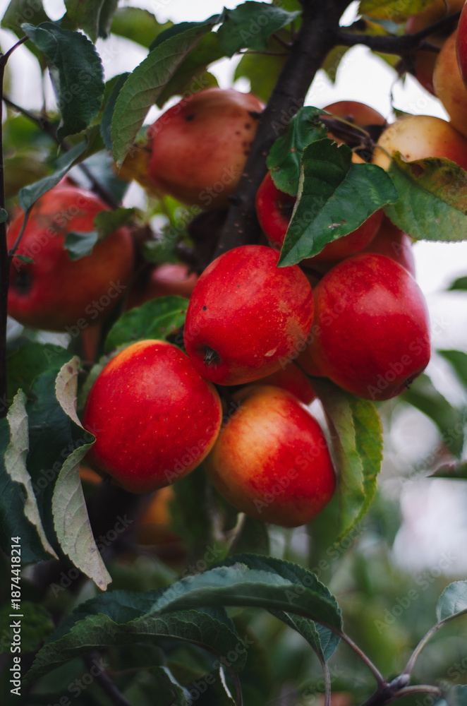 Obraz premium apple orchard