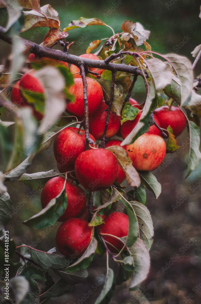 Obraz premium apple orchard