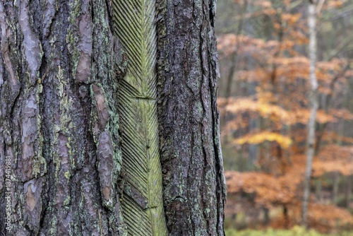 Pine tree (Pinus) with cut-in resin conductive chips, resin extraction until 1990, Darßwald, Darß, Fischland-Darß-Zingst, National Park Vorpommersche Boddenlandschaft, Mecklenburg-Vorpommern, Germany