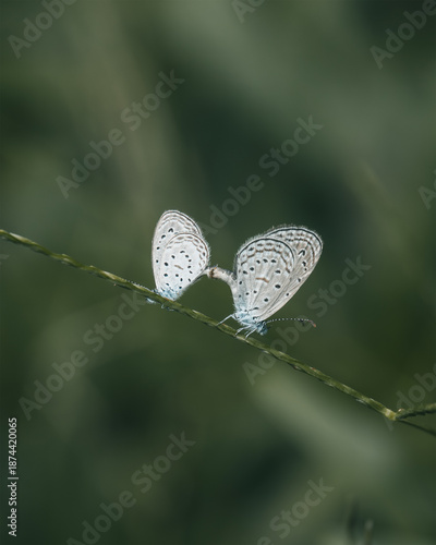 closeup of matting small butterflies