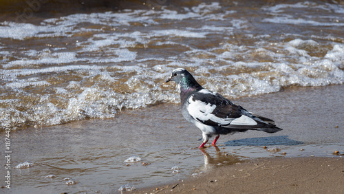 sandy bank of the Volga along the embankment