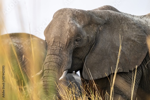 Animal portrait, African elephant (Loxodonta africana) feeding among grass, Ihaha, Chobe National Park, Botswana, Africa