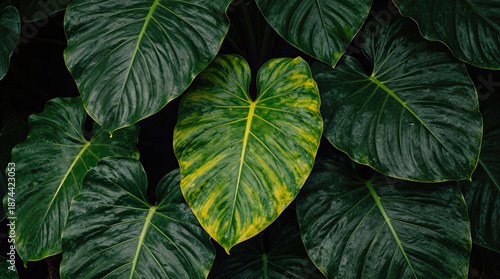 Large green tropical leaves with yellow variegation
