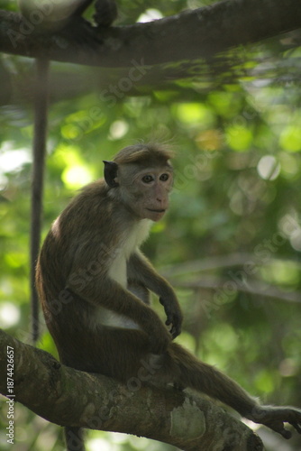 a macaque monkey siiting on branch
