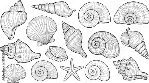 Seashell starfish silhouette, marine life illustration, black and white sketch, ocean nature design, underwater texture, coastal icon, biology reference, mollusk art