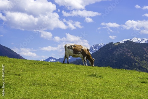 Cow in the pasture, Ostallgäu, Allgäu, Bavaria, Germany