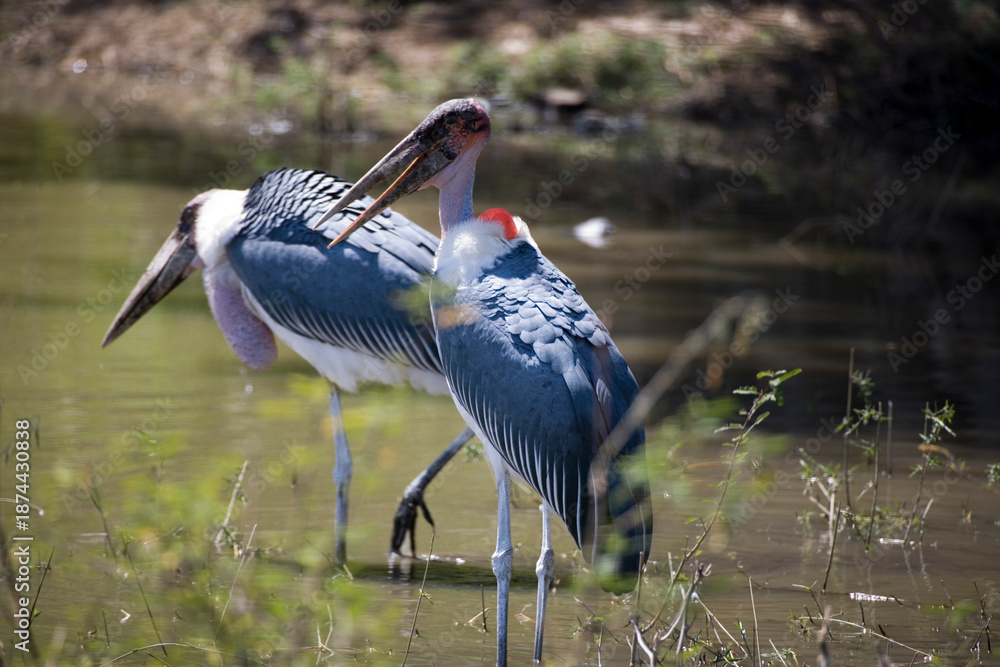 Fototapeta premium Ethiopian marabou close-up.