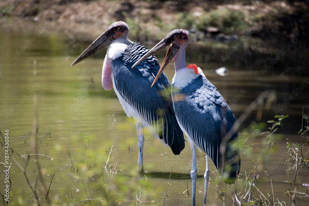 Fototapeta premium Ethiopian marabou close-up.