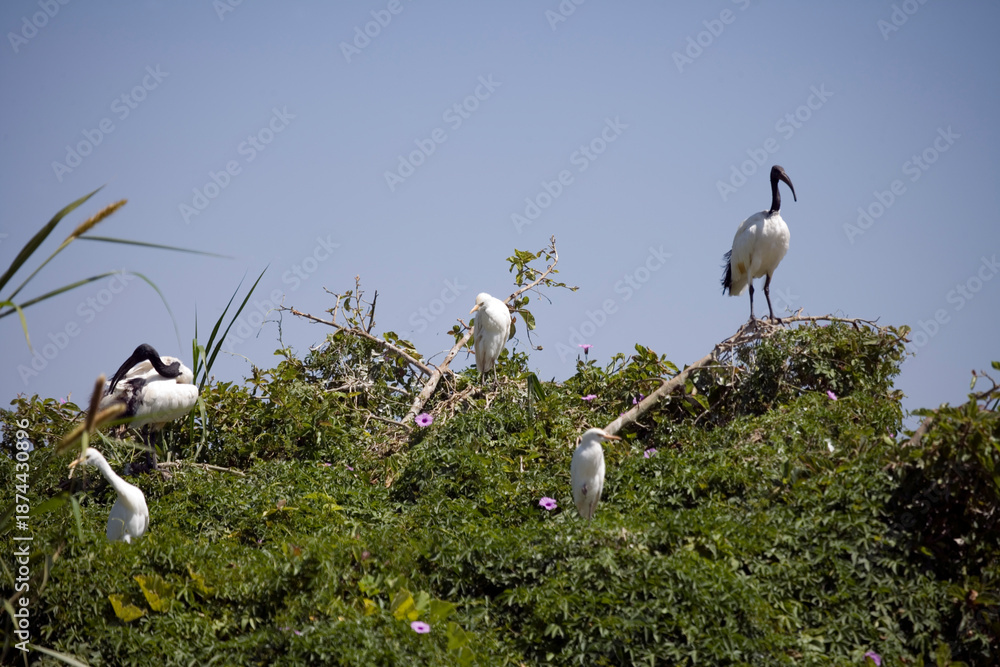 Fototapeta premium Ethiopian marabou close-up.