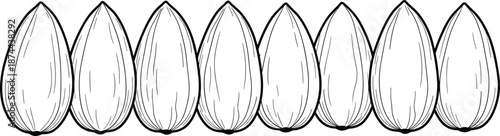 Almond nut seed line art set, cad drawing flat vector illustration for food design, packaging, patterns, coloring, minimal print use