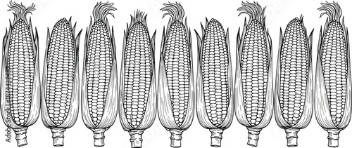 Corn cobs line illustration, hand drawn maize vegetables collection, organic farm harvest sketch, detailed botanical food art, cad drawing flat vector illustration