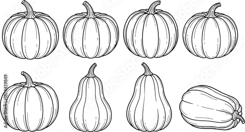 Pumpkin squash line illustration set, hand drawn autumn vegetables collection, harvest season food sketch, botanical outline design, cad drawing flat vector illustration