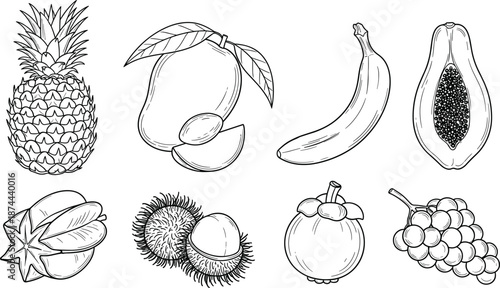 Tropical fruit collection line art set, cad drawing flat vector illustration for food design, packaging, coloring, botanical patterns, print use