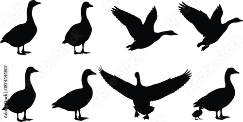 Geese, silhouettes, collection, flying, standing, waterfowl, wildlife, bird, set, black, vector, illustration, isolated, nature, farm, lake, outdoor, design, stock, bundle
