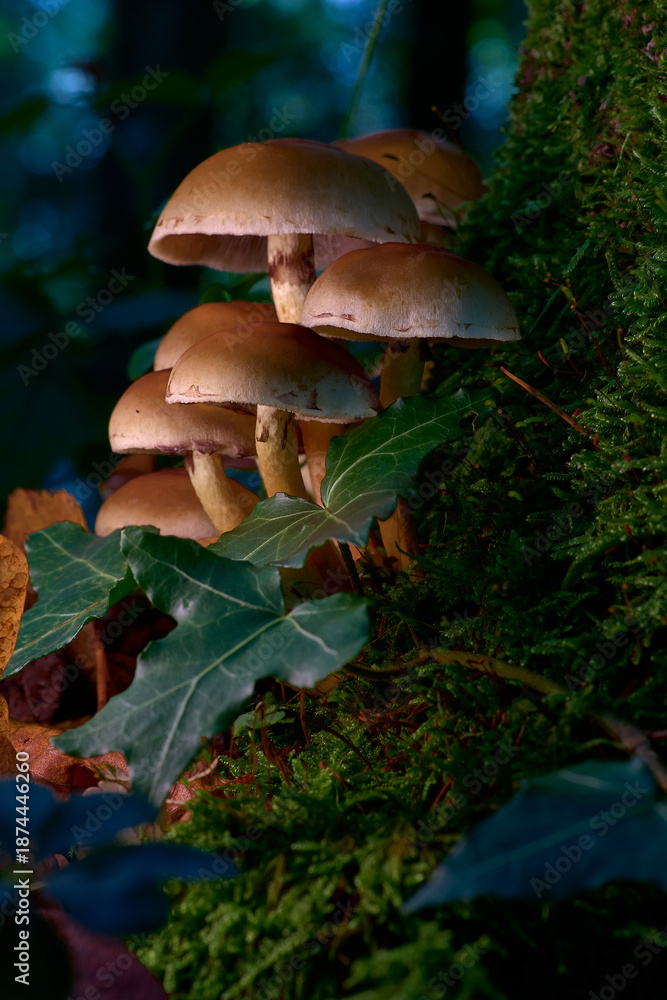 Fototapeta premium Schwefelkopf (Hypholoma spec.) im bunten Herbstwald auf Baum und Moos, natürliche Tageslichtstimmung, Pilzfotografie.