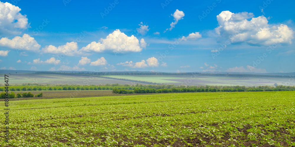 Fototapeta premium Field of young green sunflowers under a bright morning sun
