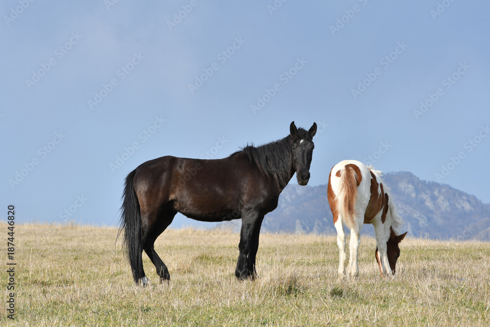 Obraz premium Horses in the meadow with mountains in the background