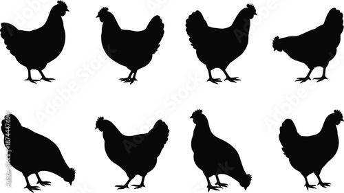 Eight black chicken silhouettes in different poses on white background bird fowl