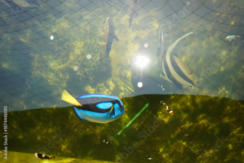 Many beautiful marine fish are swimming under the sunlight, reflecting the sun's rays.