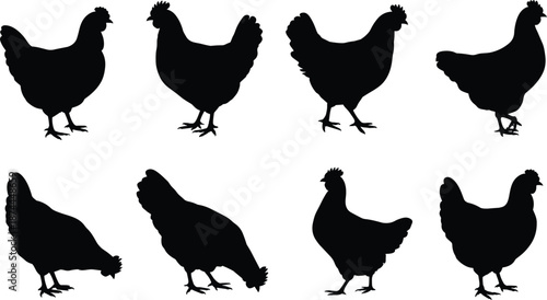 Silhouette Collection of Eight Chickens in Various Poses on White Background fowl bird