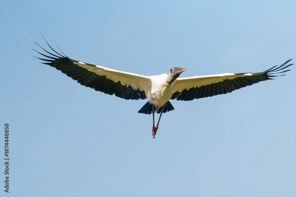 Obraz premium Wood Stork Flying Toward Camera with Wings Spread