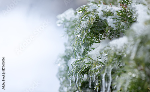 Ice-covered branches with green leaf after freezing rain. Natural frosted texture with soft light and blurred background, illustrating cold weather, frost, freezing rain, and winter nature concepts.