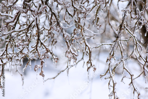 Ice-covered branches after freezing rain. Natural frosted texture with soft light and blurred background, illustrating cold weather, frost, freezing rain, and winter nature concepts.