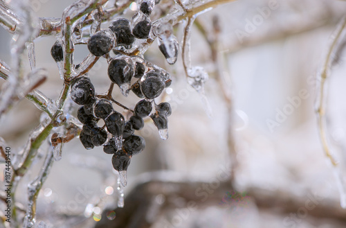Ice-covered branches with berries after freezing rain. Natural frosted texture with soft light and blurred background, illustrating cold weather, frost, freezing rain, and winter nature concepts.