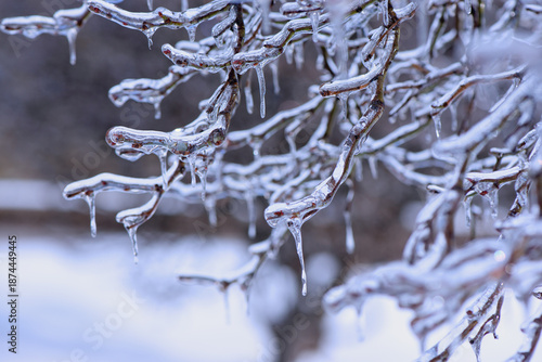 Ice-covered branches after freezing rain. Natural frosted texture with soft light and blurred background, illustrating cold weather, frost, freezing rain, and winter nature concepts.